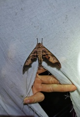 Marumba saishiuana