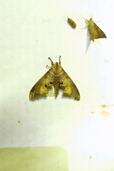 Marumba spectabilis