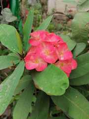 Euphorbia milii