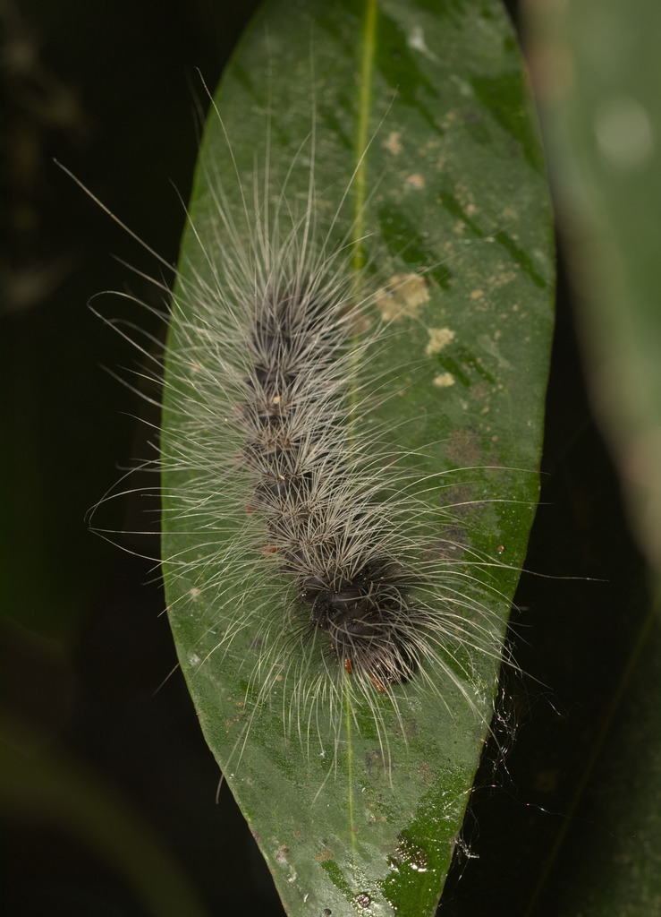 Macrobrochis gigas