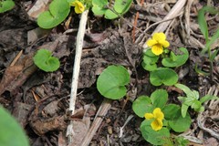 Viola biflora