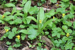 Viola biflora