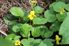 Viola biflora