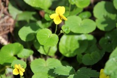 Viola biflora