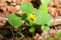 Viola biflora