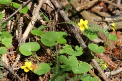 Viola biflora