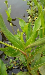 Ludwigia hexapetala