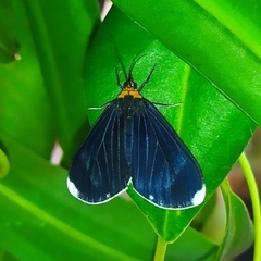Calodesma quadrimaculata