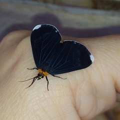 Calodesma quadrimaculata