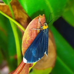 Calodesma quadrimaculata