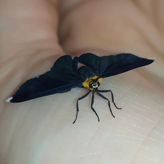 Calodesma quadrimaculata