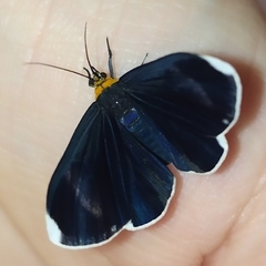 Calodesma quadrimaculata