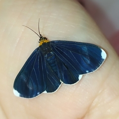 Calodesma quadrimaculata