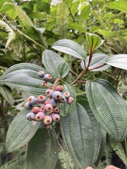 Miconia sintenisii