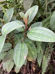 Miconia sintenisii