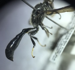 Trypoxylon lactitarse