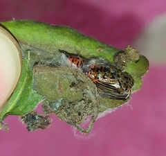 Calodesma quadrimaculata