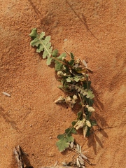 Launaea capitata