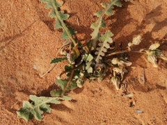Launaea capitata