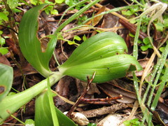 Brachystele unilateralis