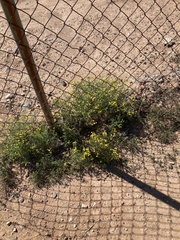 Oncosiphon pilulifer