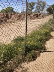 Oncosiphon pilulifer