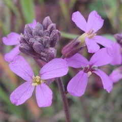 Erysimum linifolium