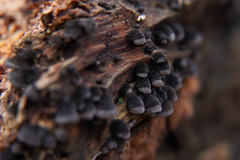 Resupinatus trichotis