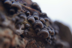 Resupinatus trichotis