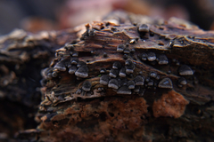 Resupinatus trichotis