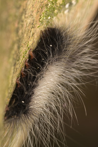 Macrobrochis gigas photo 3