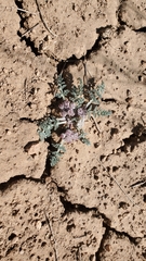 Vesper constancei