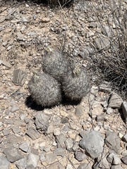 Echinomastus mariposensis