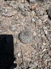 Echinomastus mariposensis