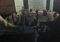 Lachlathetes moestus