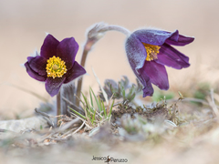 Pulsatilla montana