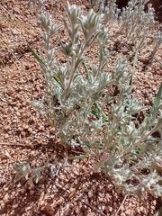 Krascheninnikovia lanata