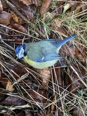 Cyanistes caeruleus obscurus