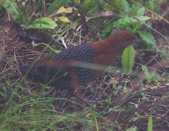 Sarothrura rufa rufa