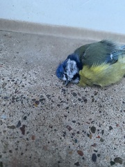 Cyanistes caeruleus obscurus