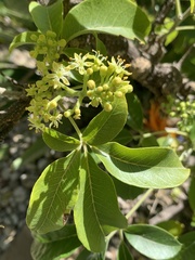 Casimiroa