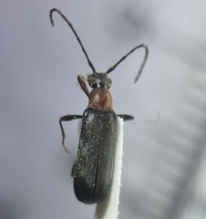 Grammoptera haematites