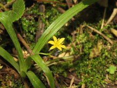 Hypoxis decumbens