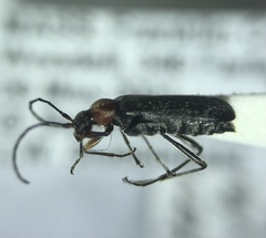 Grammoptera haematites