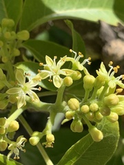 Casimiroa