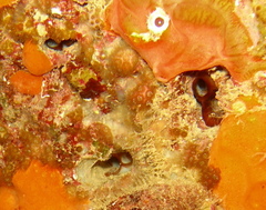 Lithophaga lithophaga