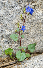 Phacelia campanularia campanularia