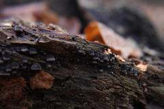 Resupinatus trichotis