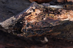 Resupinatus trichotis