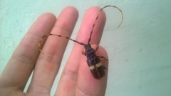 Trachyderes elegans